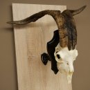 Schapen Ram Kuddegedeelte Gedraaide hoorns HL 66 cm...