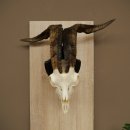 Pecora, Ariete, gregge, corna ricurve, HL 66 cm, trofeo cranico su base, trofeo cranico