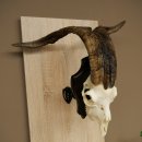 Pecora, Ariete, gregge, corna ricurve, HL 66 cm, trofeo cranico su base, trofeo cranico