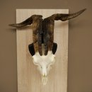 Pecora, Ariete, gregge, corna ricurve, HL 66 cm, trofeo cranico su base, trofeo cranico