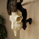 Pecora, Ariete, gregge, corna ricurve, HL 66 cm, trofeo cranico su base, trofeo cranico