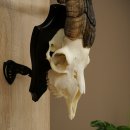 Pecora, Ariete, gregge, corna ricurve, HL 66 cm, trofeo cranico su base, trofeo cranico