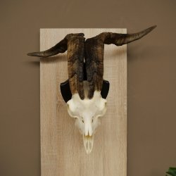 Pecora, Ariete, gregge, corna ricurve, HL 66 cm, trofeo cranico su base, trofeo cranico