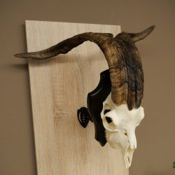 Pecora, Ariete, gregge, corna ricurve, HL 66 cm, trofeo cranico su base, trofeo cranico