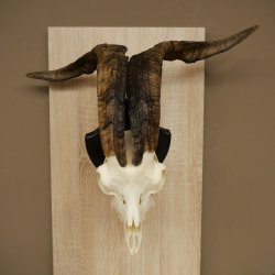 Pecora, Ariete, gregge, corna ricurve, HL 66 cm, trofeo cranico su base, trofeo cranico
