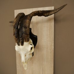 Pecora, Ariete, gregge, corna ricurve, HL 66 cm, trofeo cranico su base, trofeo cranico