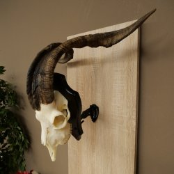 Pecora, Ariete, gregge, corna ricurve, HL 66 cm, trofeo cranico su base, trofeo cranico