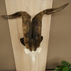Pecora, Ariete, gregge, corna ricurve, HL 66 cm, trofeo cranico su base, trofeo cranico