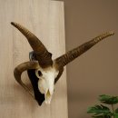 Schapen Ram Kuddegedeelte Gedraaide hoorns HL 66 cm...