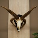 Pecora, Ariete, gregge, corna ricurve, HL 66 cm, trofeo cranico su base, trofeo cranico