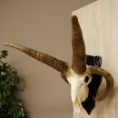 Pecora, Ariete, gregge, corna ricurve, HL 66 cm, trofeo cranico su base, trofeo cranico