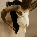 Pecora, Ariete, gregge, corna ricurve, HL 66 cm, trofeo cranico su base, trofeo cranico