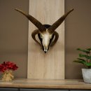 Pecora, Ariete, gregge, corna ricurve, HL 66 cm, trofeo cranico su base, trofeo cranico