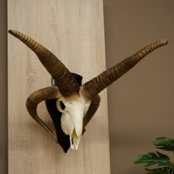 Pecora, Ariete, gregge, corna ricurve, HL 66 cm, trofeo cranico su base, trofeo cranico