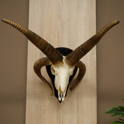 Pecora, Ariete, gregge, corna ricurve, HL 66 cm, trofeo cranico su base, trofeo cranico