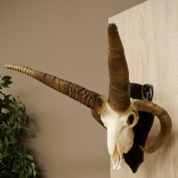 Pecora, Ariete, gregge, corna ricurve, HL 66 cm, trofeo cranico su base, trofeo cranico