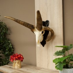 Pecora, Ariete, gregge, corna ricurve, HL 66 cm, trofeo cranico su base, trofeo cranico