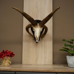 Pecora, Ariete, gregge, corna ricurve, HL 66 cm, trofeo cranico su base, trofeo cranico