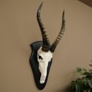 Blessbock (Damaliscus phillipsi) Antilope Africa Teschio...