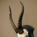 Blessbock (Damaliscus phillipsi) Antilope Afrika Schädeltrophäe HL 38 cm 88.5.23