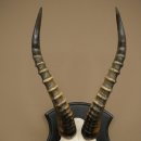 Blessbock (Damaliscus phillipsi) Antilope Afrika Schädeltrophäe HL 38 cm 88.5.23