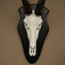 Blessbock (Damaliscus phillipsi) Antilope Afrika Schädeltrophäe HL 38 cm 88.5.23