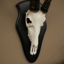 Blessbock (Damaliscus phillipsi) Antilope Afrika Schädeltrophäe HL 38 cm 88.5.23