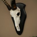 Blessbock (Damaliscus phillipsi) Antilope Afrika Schädeltrophäe HL 38 cm 88.5.23