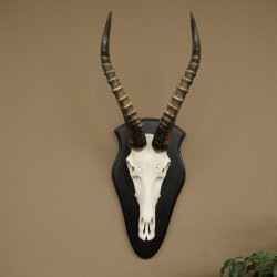 Blessbock (Damaliscus phillipsi) Antilope Afrika Schädeltrophäe HL 38 cm 88.5.23