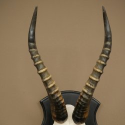 Blessbock (Damaliscus phillipsi) Antilope Afrika Schädeltrophäe HL 38 cm 88.5.23