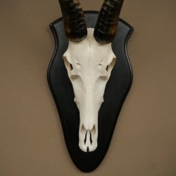 Blessbock (Damaliscus phillipsi) Antilope Afrika Schädeltrophäe HL 38 cm 88.5.23