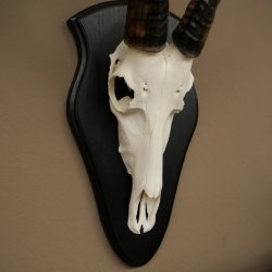 Blessbock (Damaliscus phillipsi) Antilope Afrika Schädeltrophäe HL 38 cm 88.5.23