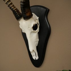 Blessbock (Damaliscus phillipsi) Antilope Afrika Schädeltrophäe HL 38 cm 88.5.23