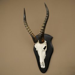 Blessbock (Damaliscus phillipsi) Antilope Afrika Schädeltrophäe HL 38 cm 88.5.23