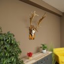 Daim bois hauteur 76 cm Daim bois de cerf bouclier sculpté 72.545