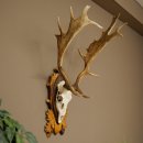 Daim bois hauteur 76 cm Daim bois de cerf bouclier sculpté 72.545