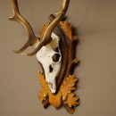 Daim bois hauteur 76 cm Daim bois de cerf bouclier sculpté 72.545