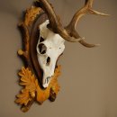 Daim bois hauteur 76 cm Daim bois de cerf bouclier sculpté 72.545