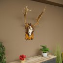 Daim bois hauteur 76 cm Daim bois de cerf bouclier sculpté 72.545