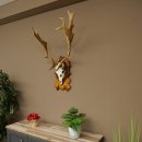 Daim bois hauteur 76 cm Daim bois de cerf bouclier sculpté 72.545