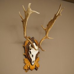 Daim bois hauteur 76 cm Daim bois de cerf bouclier sculpté 72.545