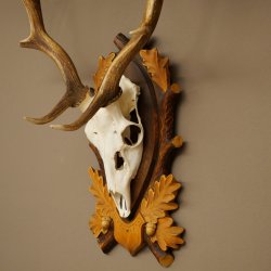 Daim bois hauteur 76 cm Daim bois de cerf bouclier sculpté 72.545