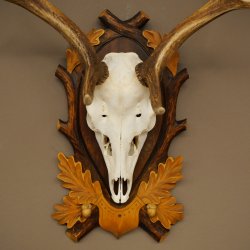 Daim bois hauteur 76 cm Daim bois de cerf bouclier sculpté 72.545