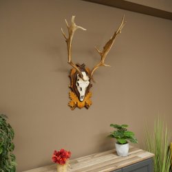 Daim bois hauteur 76 cm Daim bois de cerf bouclier sculpté 72.545