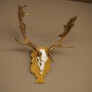 Cervo daino corna altezza 76 cm Cervo daino corna di cervo scudo intagliato 72.545