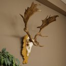 Cervo daino corna altezza 76 cm Cervo daino corna di cervo scudo intagliato 72.545