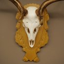 Cervo daino corna altezza 76 cm Cervo daino corna di cervo scudo intagliato 72.545