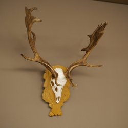 Cervo daino corna altezza 76 cm Cervo daino corna di cervo scudo intagliato 72.545