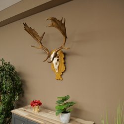 Cervo daino corna altezza 76 cm Cervo daino corna di cervo scudo intagliato 72.545