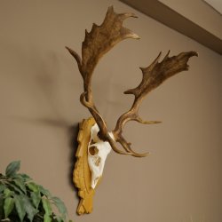 Cervo daino corna altezza 76 cm Cervo daino corna di cervo scudo intagliato 72.545